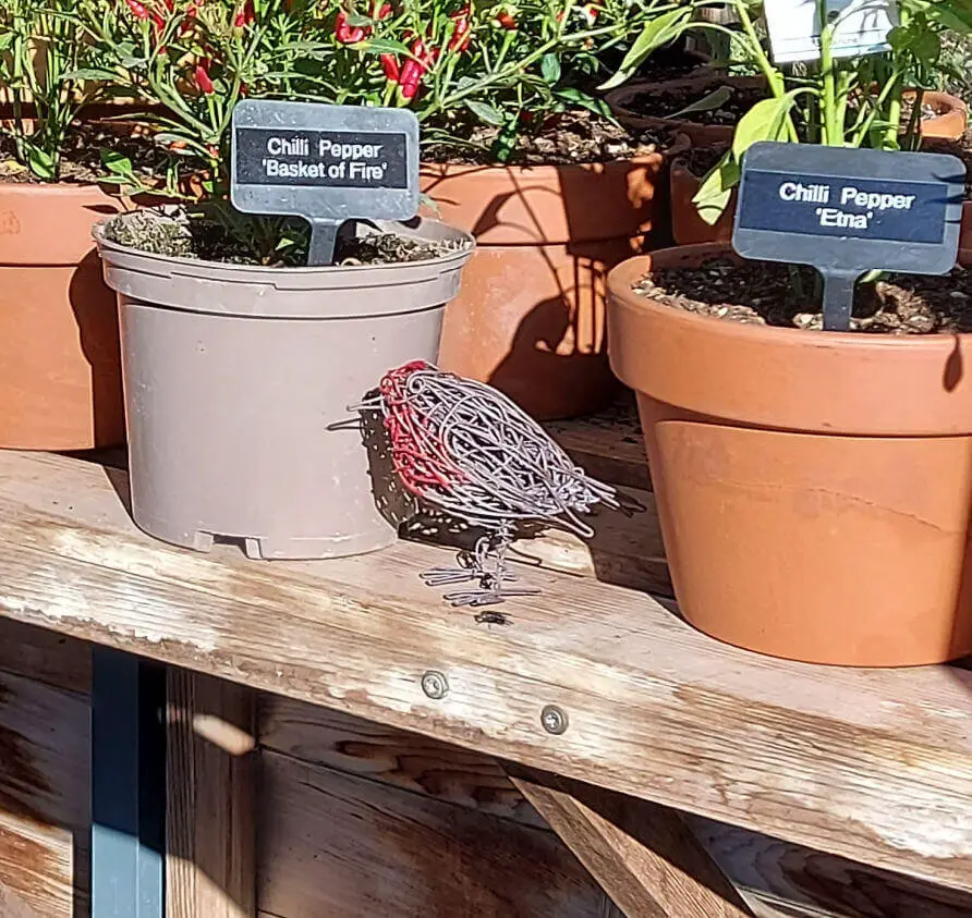 A close up view of a wire robin sitting on a staging bench between pots of chillies.