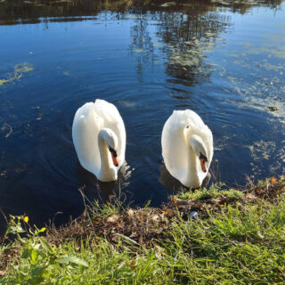 Two beautiful white swans swim close to the canal bank.