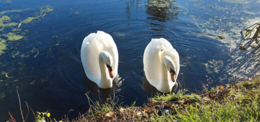 Two beautiful white swans swim close to the canal bank.