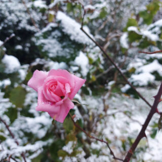 A single pink rose against a background of snowy leaves