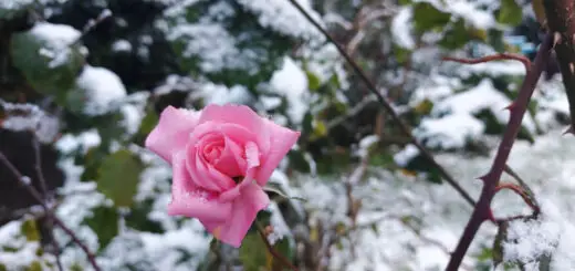 A single pink rose against a background of snowy leaves
