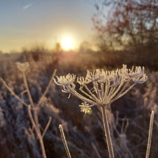 A frosted flower seed head illuminated by the low Winter sun
