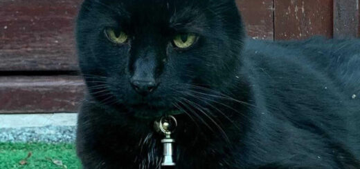 A black cat sits comfortably with his front paws tucked under his body on artificial grass in front of a brown wooden door.