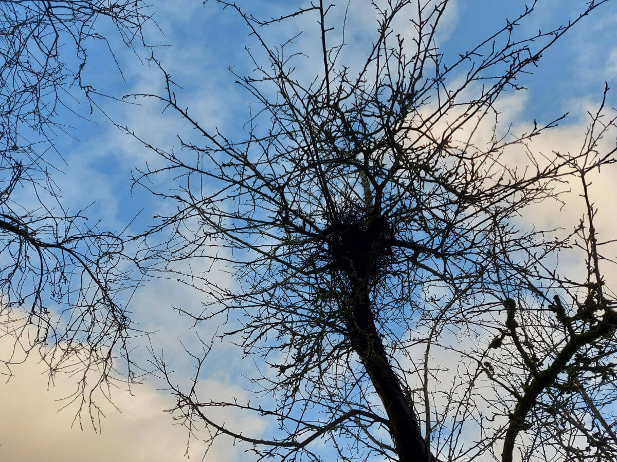 A birds nest in a tree against a blue and cloudy sky