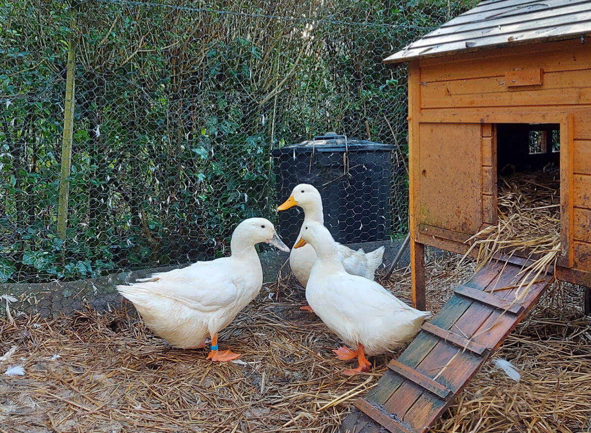 Three white ducks standing outside a wooden duck house