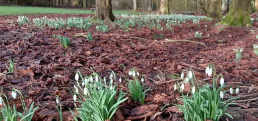 snowdrops in a woodland setting