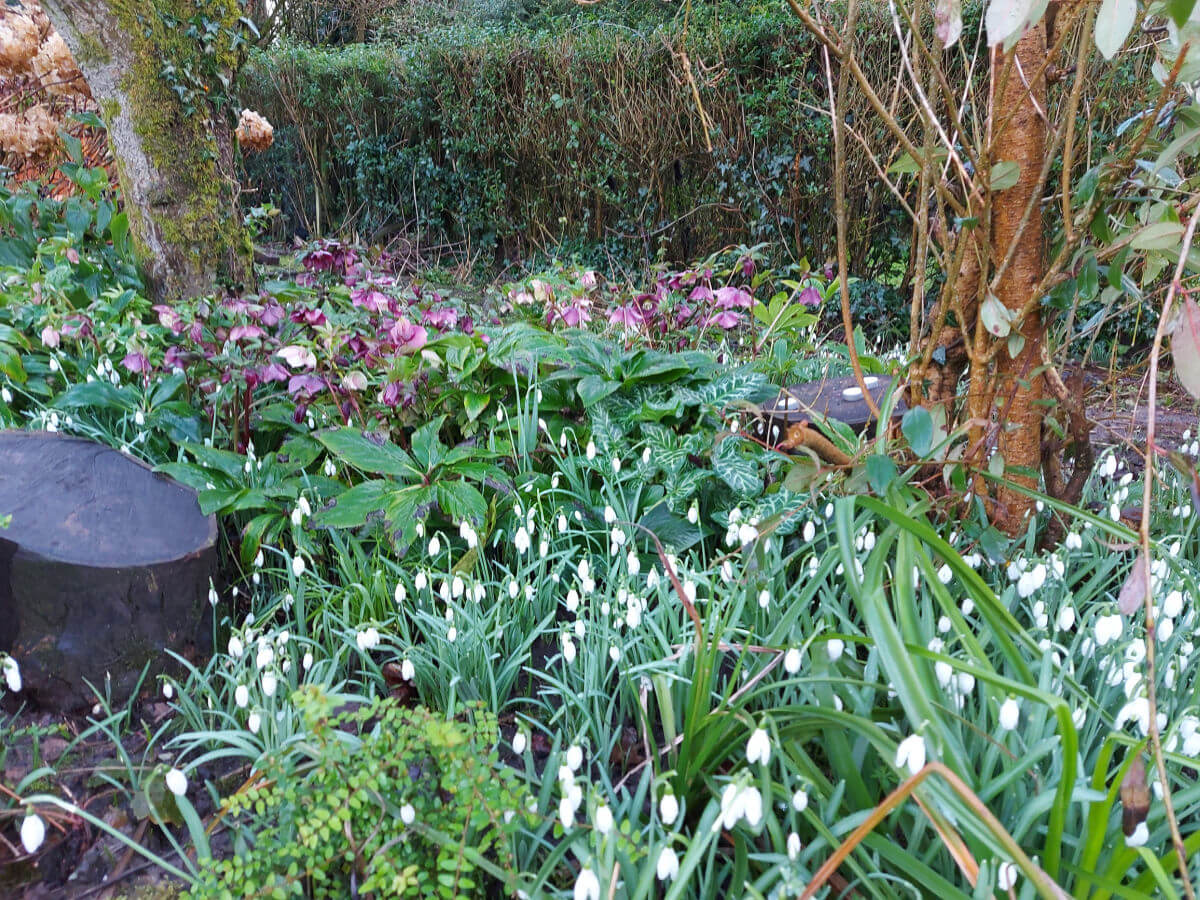 Snowdrops and purple hellebores in a garden border