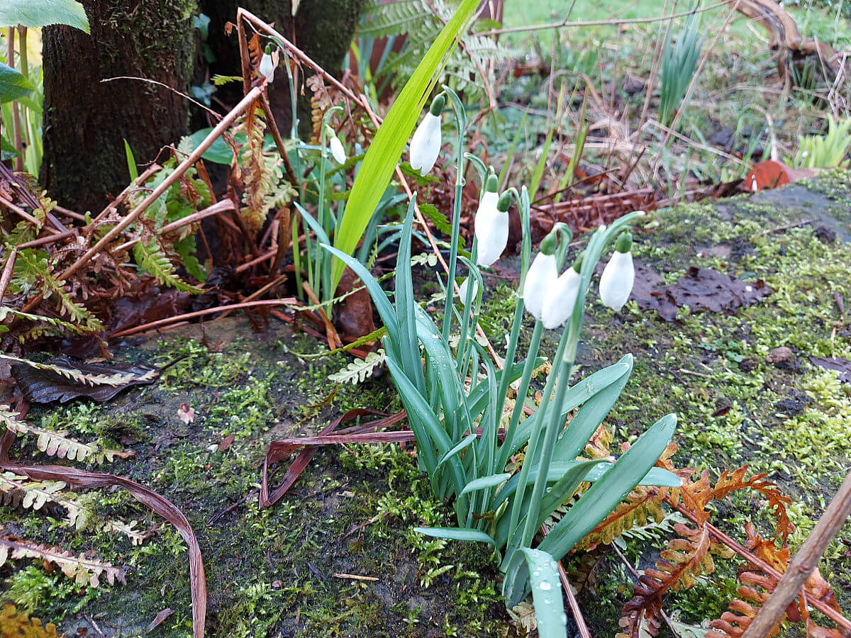 Snowdrops growing through a gap in paving stones