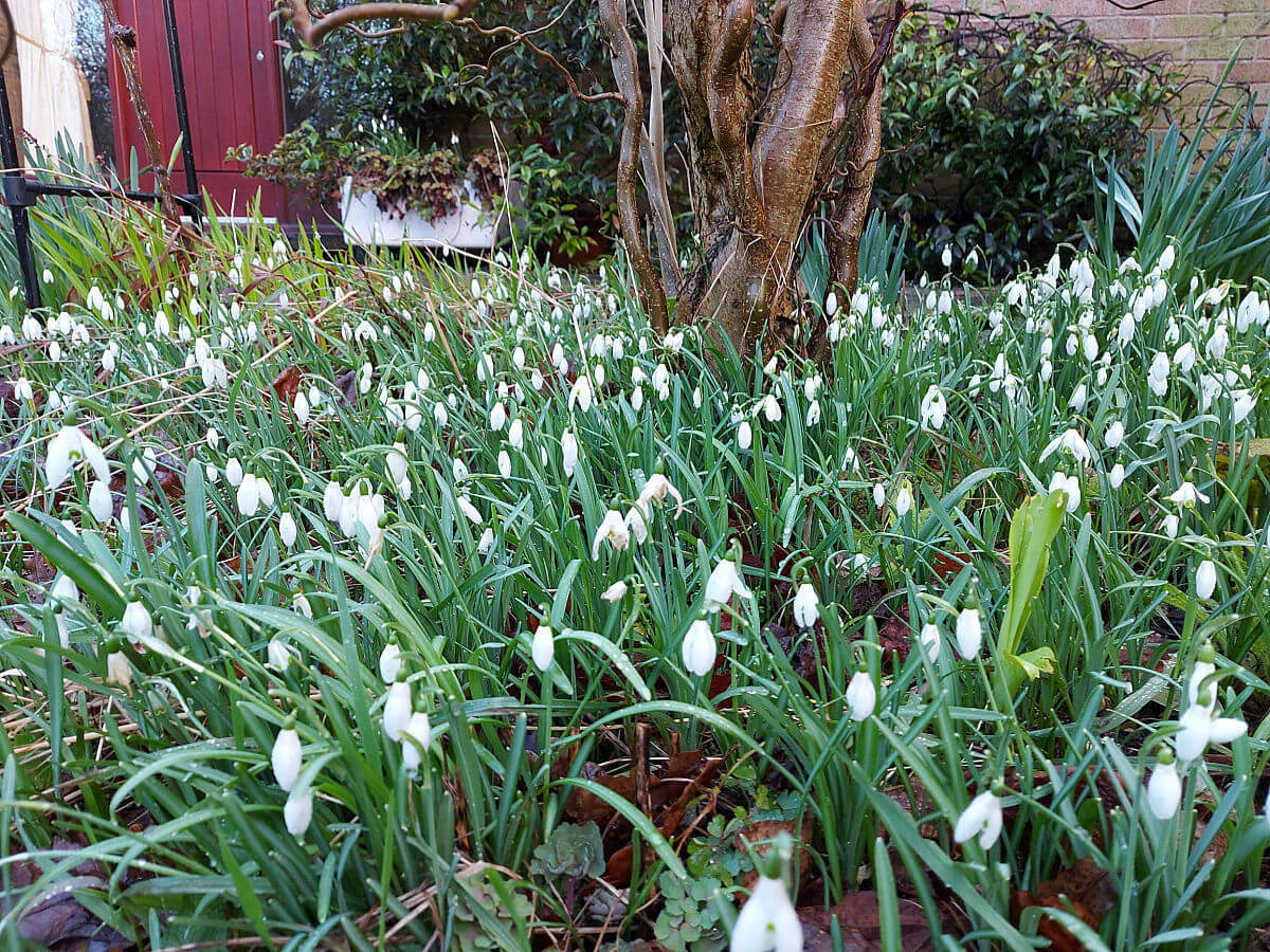 Snowdrops in the foreground of a garden border