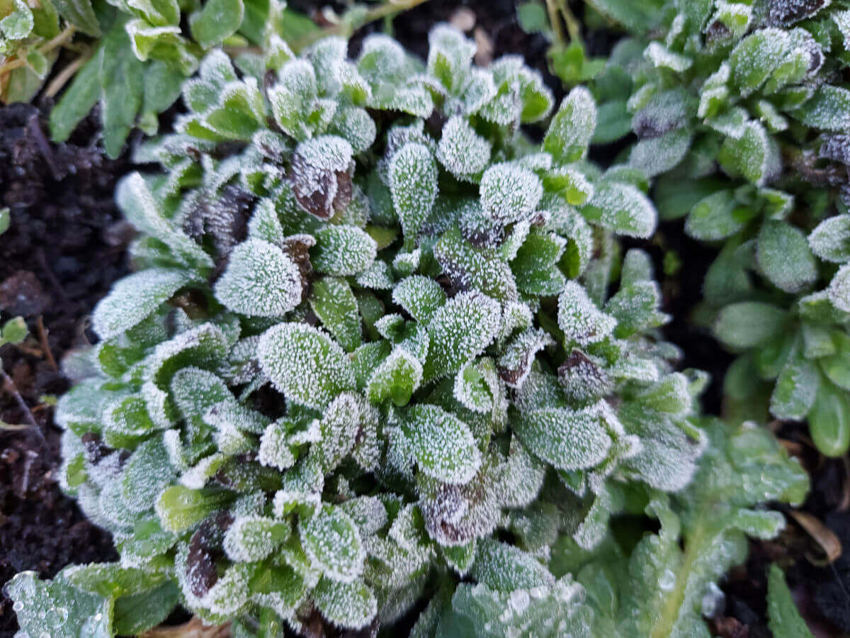 Frost on forget-me-not leaves