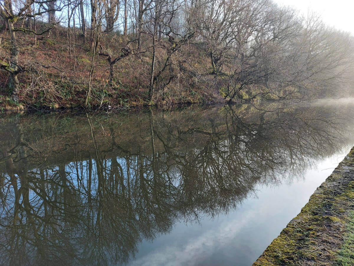 Trees reflected in a canal