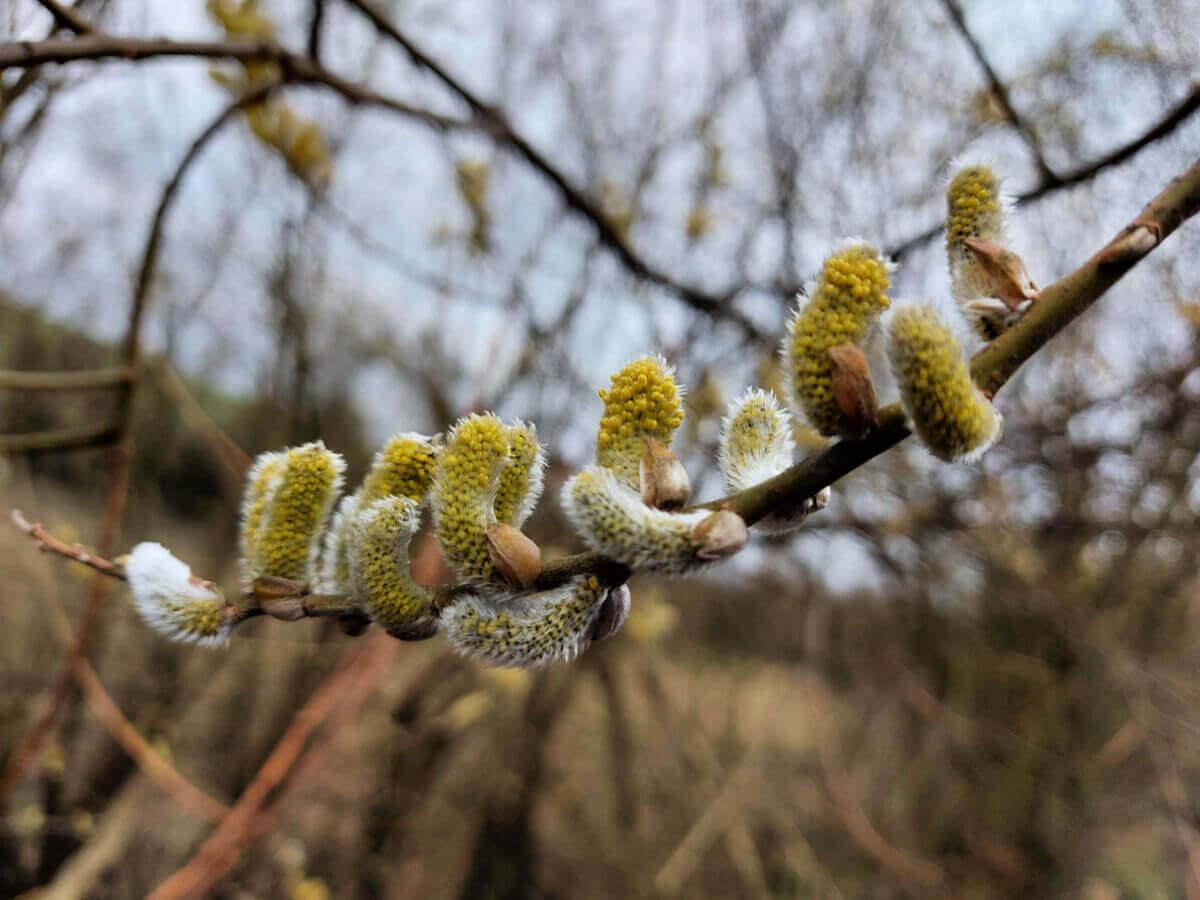 Yellow catkins are appearing from the soft grey fur of the leaf casings