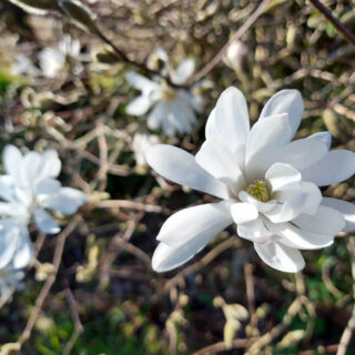 Two white magnolia flowers on the tree - the one on the right is close up and other flowers are visible behind