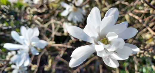 Two white magnolia flowers on the tree - the one on the right is close up and other flowers are visible behind