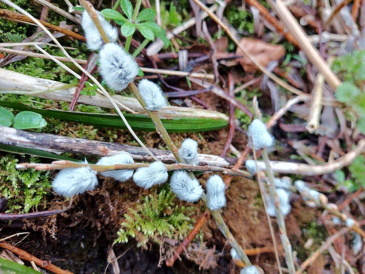 Grey pussy willow catkins on a goat willow tree branch