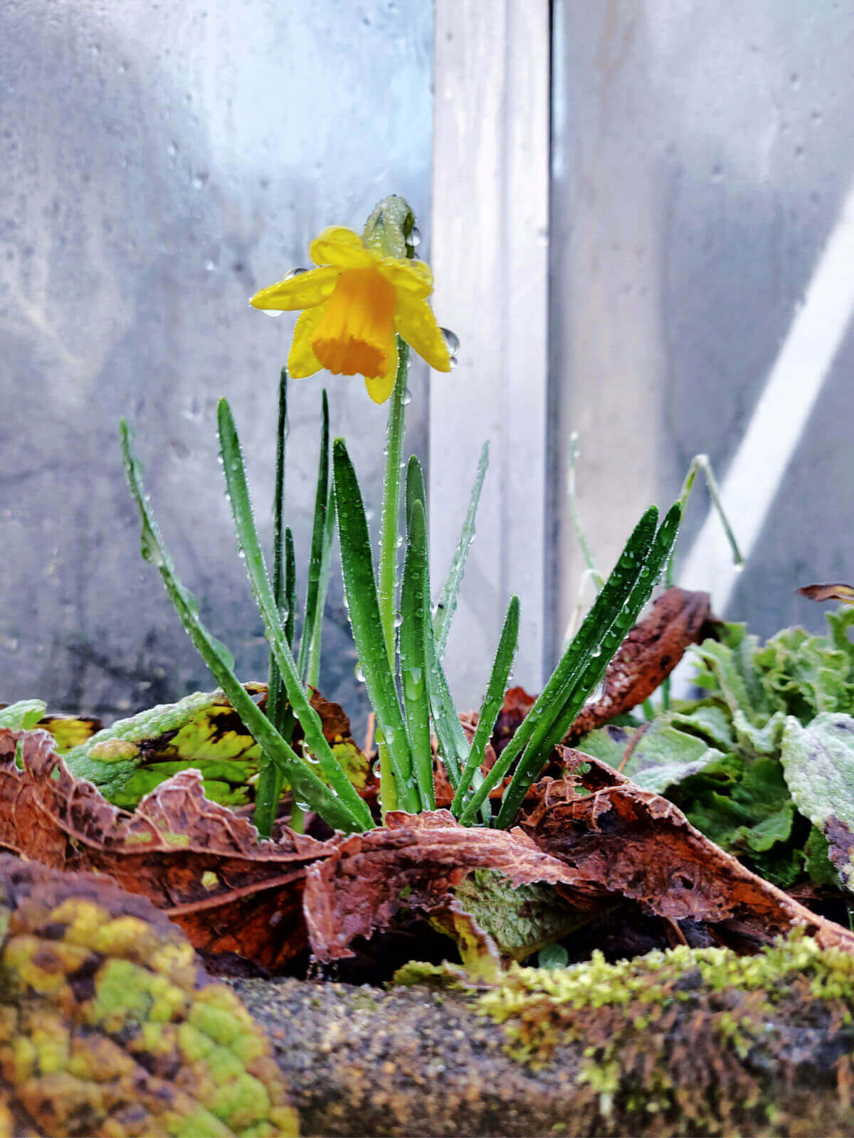 A single miniature daffodil with frosty droplet leaves in a planter outside a greenhouse