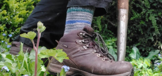 Christine is digging in the garden with a garden fork. She is wearing battered brown boots, black trousers and a pair of grey, green and blue striped socks