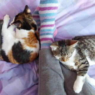 A tortoiseshell and a tabby and white kitten are lying against Christine's legs on a purple checked duvet cover. Christine is wearing blue, pink and purple striped socks and grey joggers.