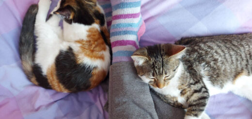 A tortoiseshell and a tabby and white kitten are lying against Christine's legs on a purple checked duvet cover. Christine is wearing blue, pink and purple striped socks and grey joggers.