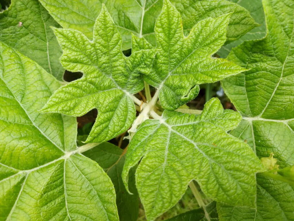 Young oak-leaved hydrangea leaves