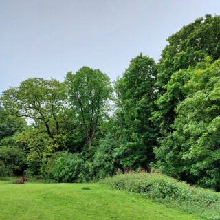 A row of trees bordering a green grassy field. They are lots of shades of green. The sky is grey as it is raining.