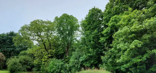 A row of trees bordering a green grassy field. They are lots of shades of green. The sky is grey as it is raining.