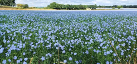 Blue flowers that stretch right across the field into the distance