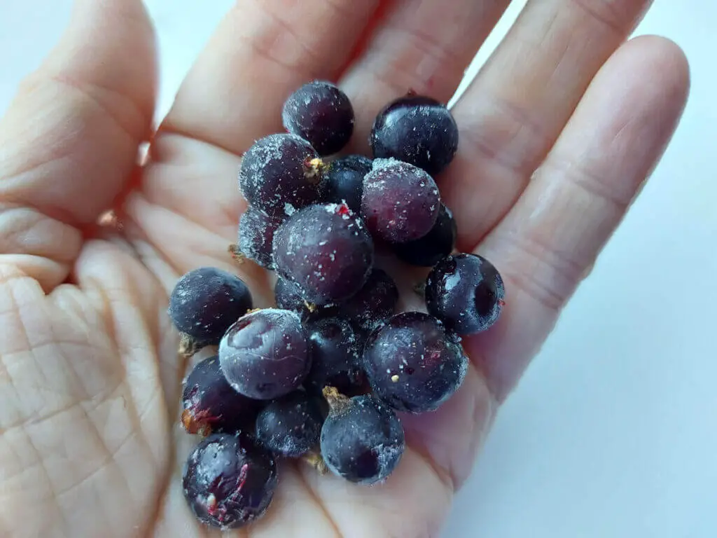 Christine is holding frozen blackcurrants in the palm of her hand