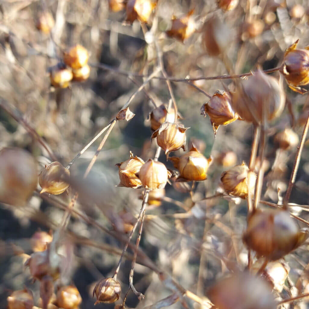 Blue flax seed heads - they look like little golden balls!