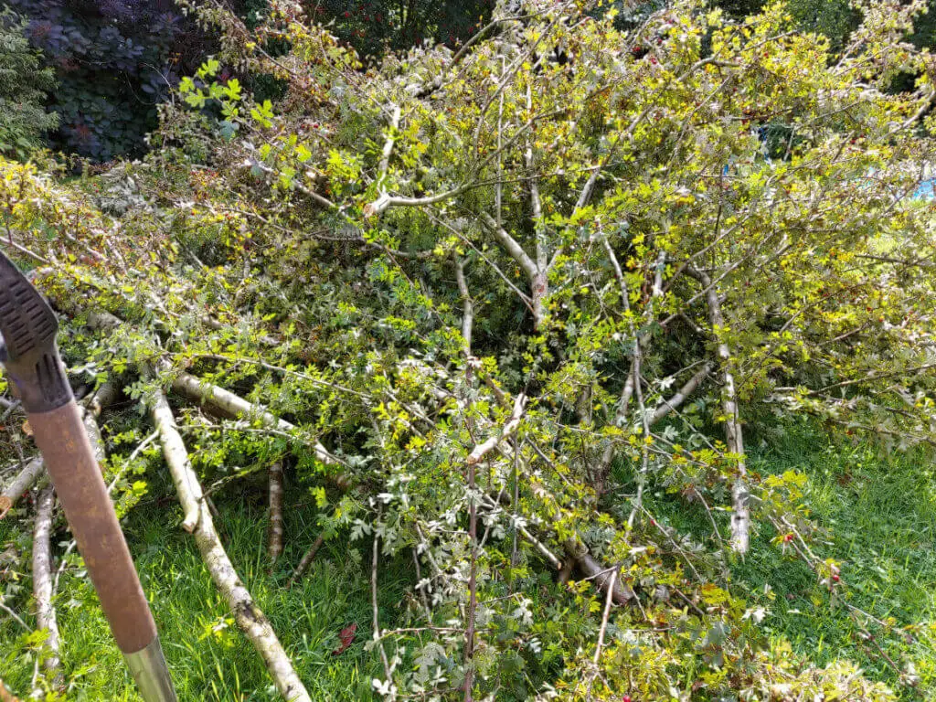 A large pile of branches on a grass lawn