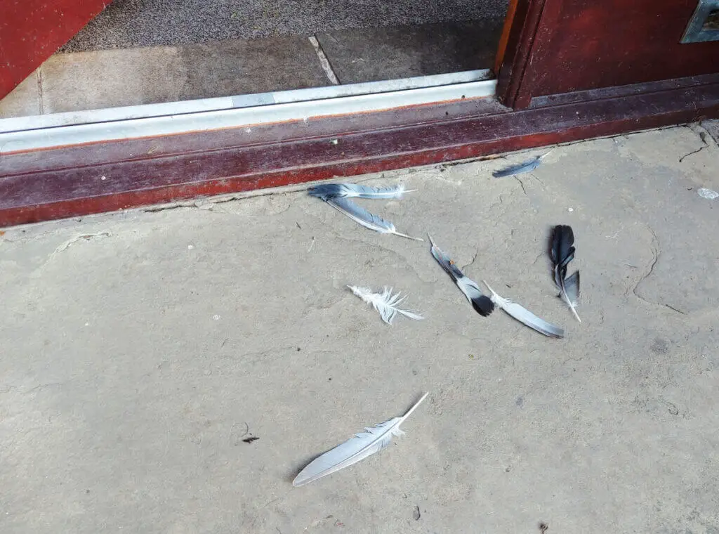 Black and white feathers lie on a stone flag outside a brown door.