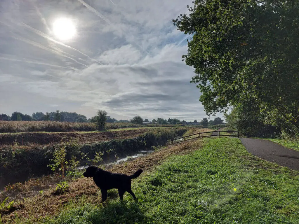 A black dog looks out across a brook. He's standing on a grass bank next to a footpath, the ground beyond him is brown where it has been cleared of brush and the sun is low in a cloudy sky