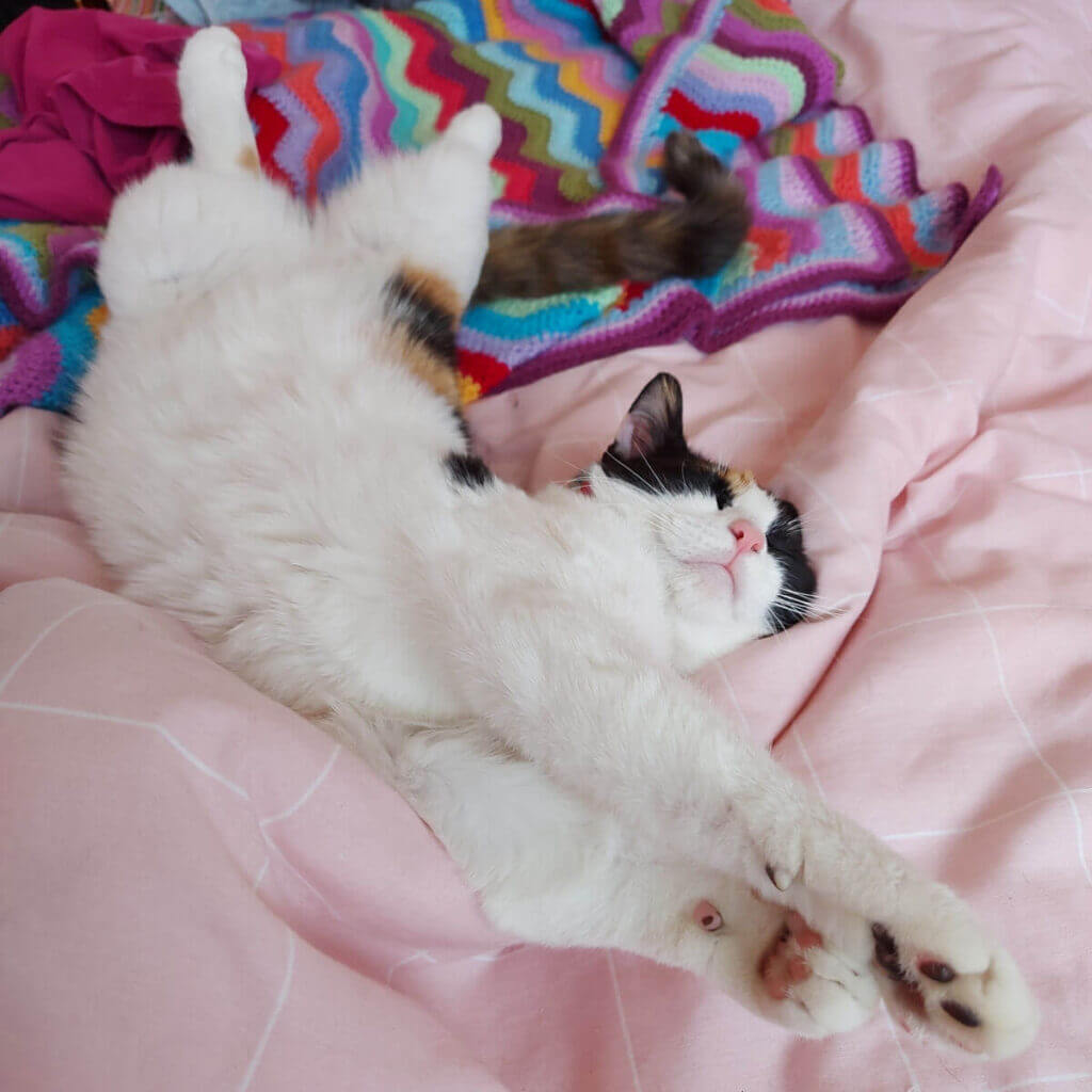 A tortie and white cat sprawls comfortably on a pink and white checked duvet cover. She is partly lying on a multi-coloured crochet blanket