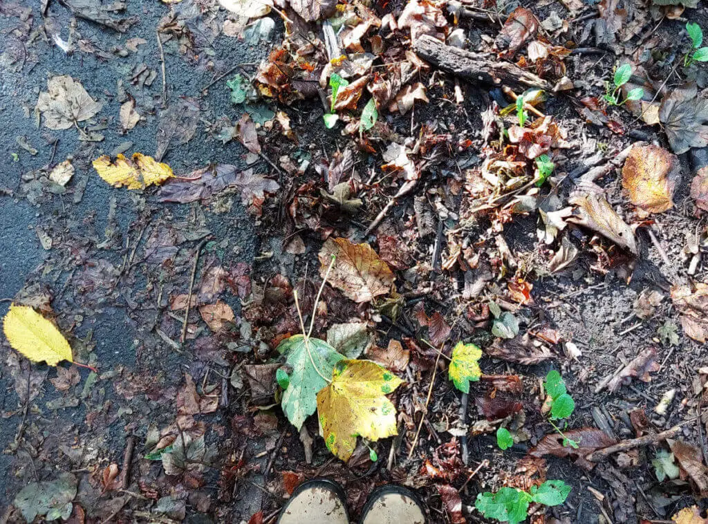 Leaves on the ground next to a tarmac path. The leaves are shades of green, yellow and brown. Christine's boots are in the photo for context