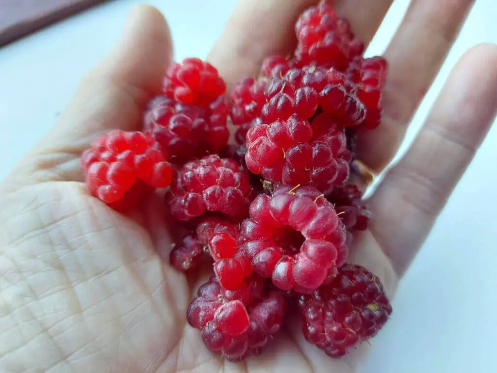 Christine is holding some ripe raspberries in her palm