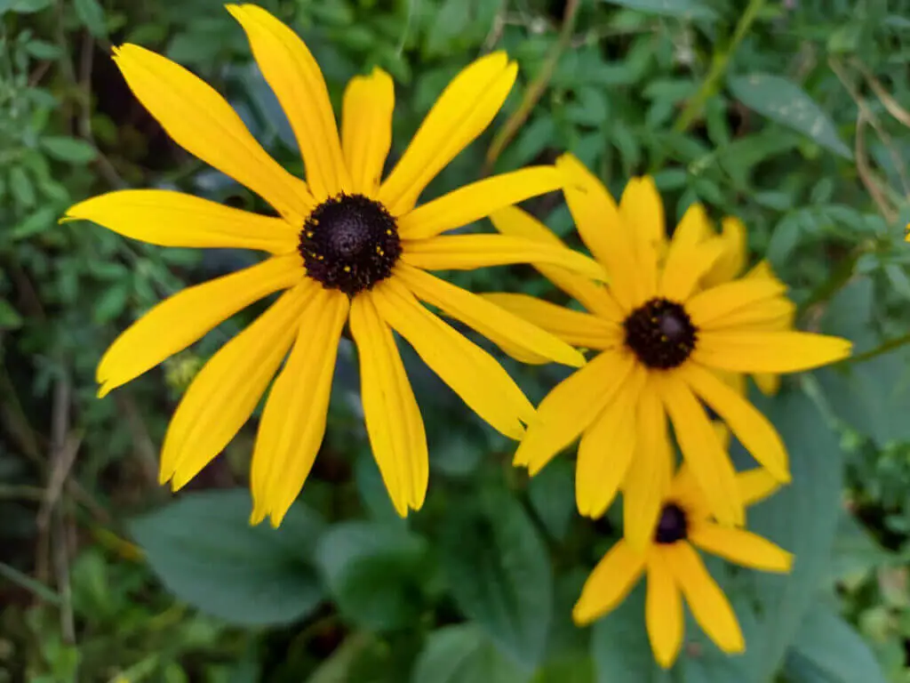 A close up of golden yellow Rubeckia flowers with brown centres, against a background of green leaves