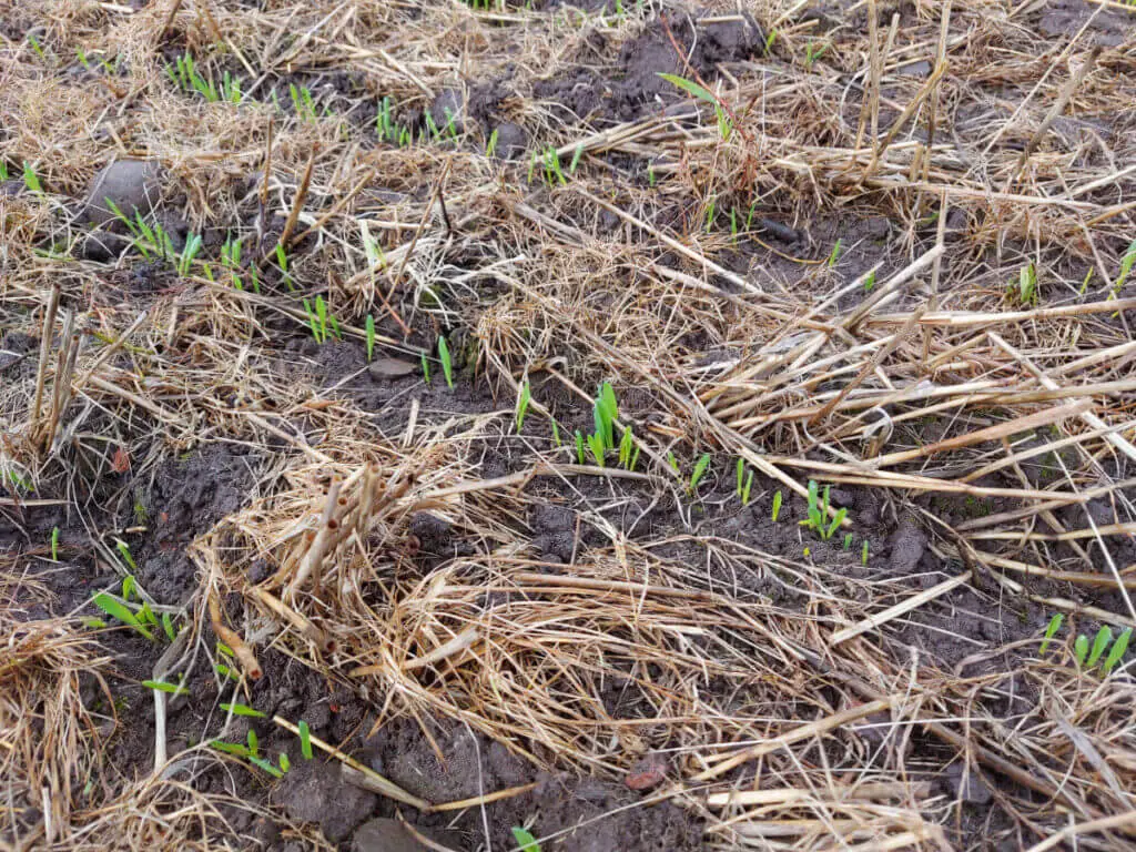 Green shoots appear from narrow drills amongst cut barley stalks