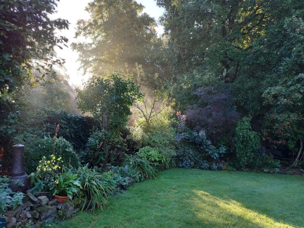The sun is shining through trees and shrubs onto the grass in a garden