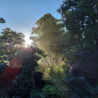 A view of blue sky and sunshine through the trees on an Autumn morning