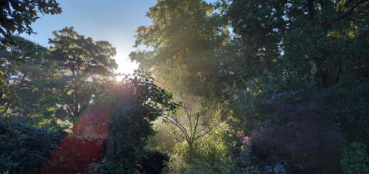 A view of blue sky and sunshine through the trees on an Autumn morning