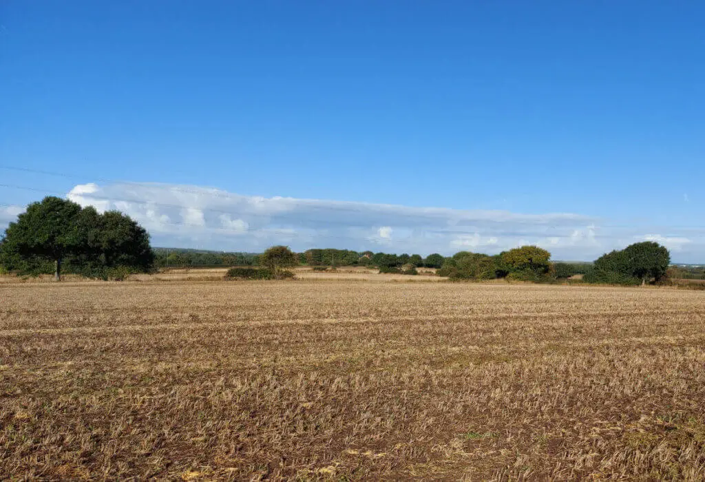 A field of brown stalks where the barley has been harvested. The sky is bright blue and mostly cloudless apart from some on the horizon