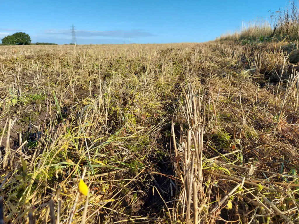 Golden stalks left in the ground after harvesting