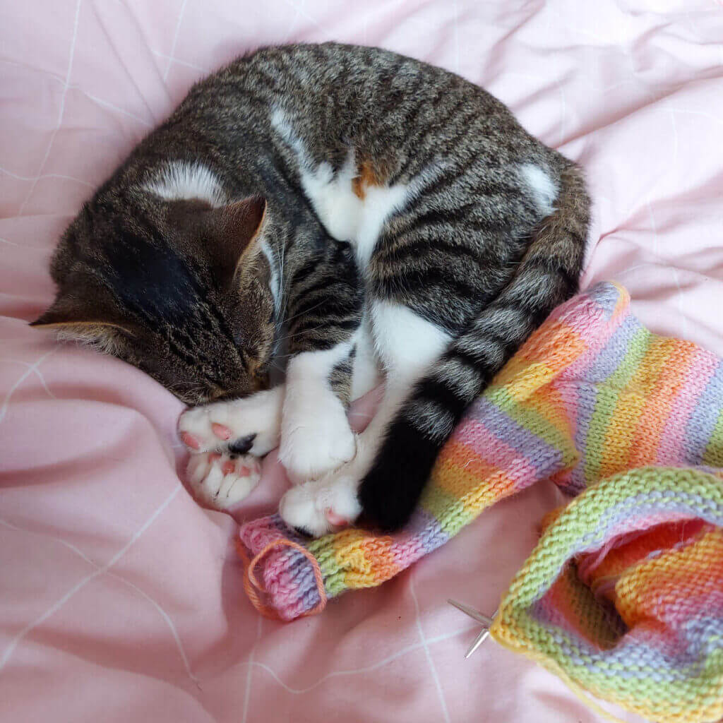 A tabby and white cat lies on a pink and white checked duvet next to a half-knitted sock.
