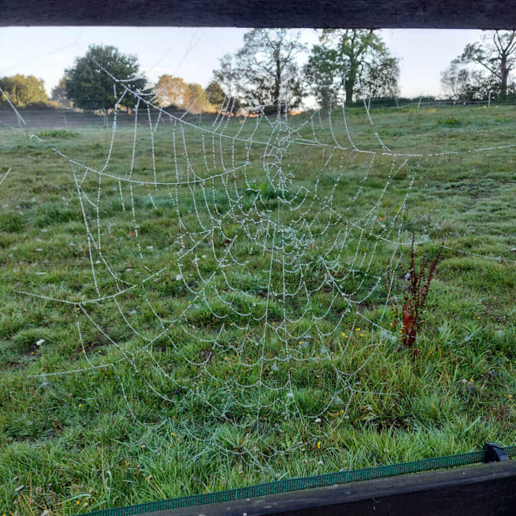A large spider's web on a fence