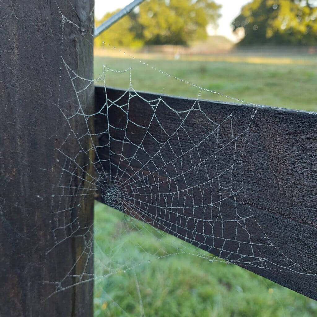 A smaller spider's web in the corner of a fence post and rail