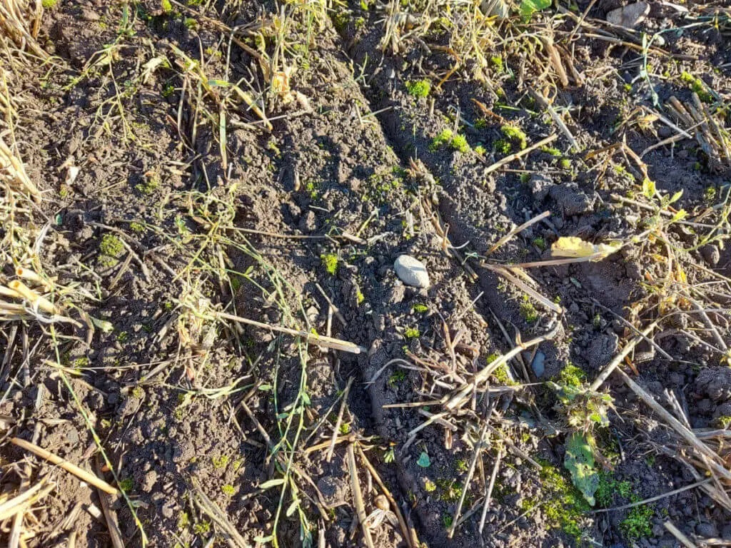 Narrow furrows where wheat has been sown