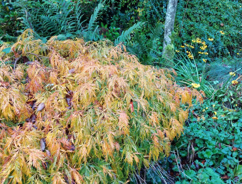 Yellow leaves on an acer tree