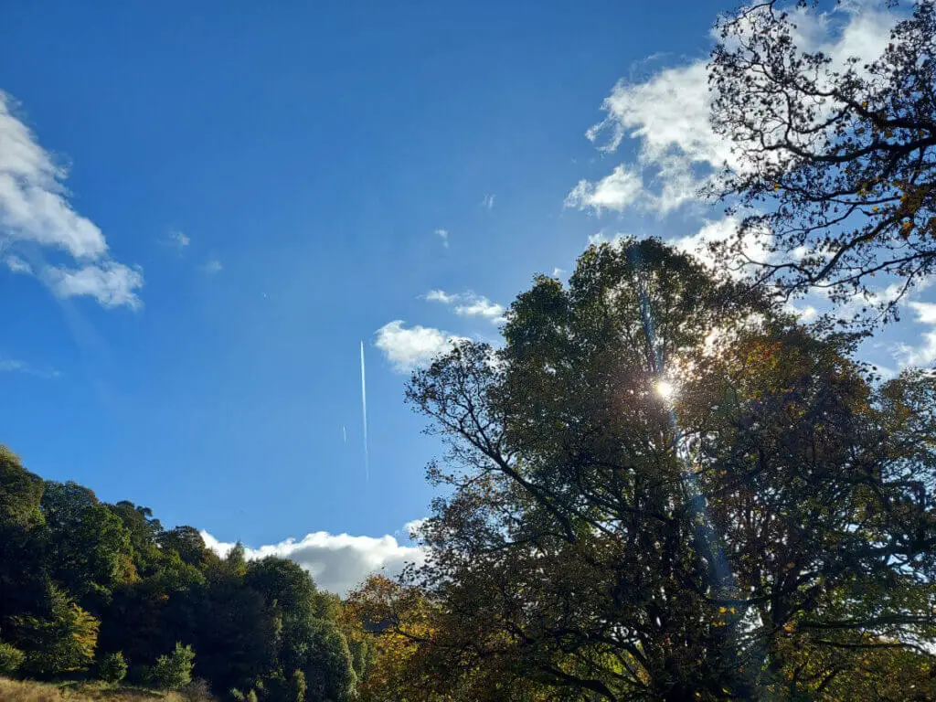 Aeroplane vapour trails in a blue sky. There are white clouds and the sun is shining through the branches of a tree.