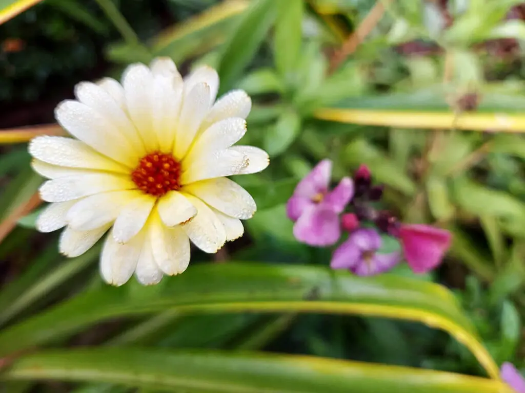 A small pale yellow Calendula flower with an out of focus purple wallflower in the background