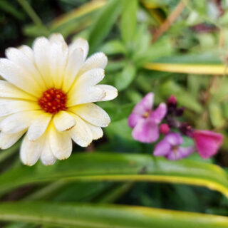 A small pale yellow Calendula flower with an out of focus purple wallflower in the background